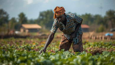 Unskilled Farm Jobs in Spain for Africans 2026